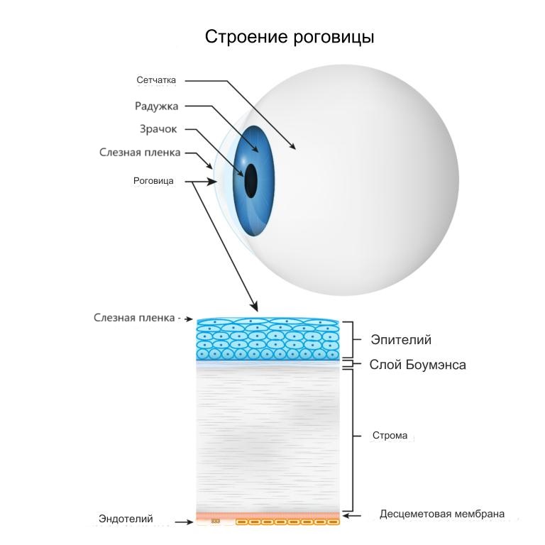 Строение_роговицы Строение_роговицы