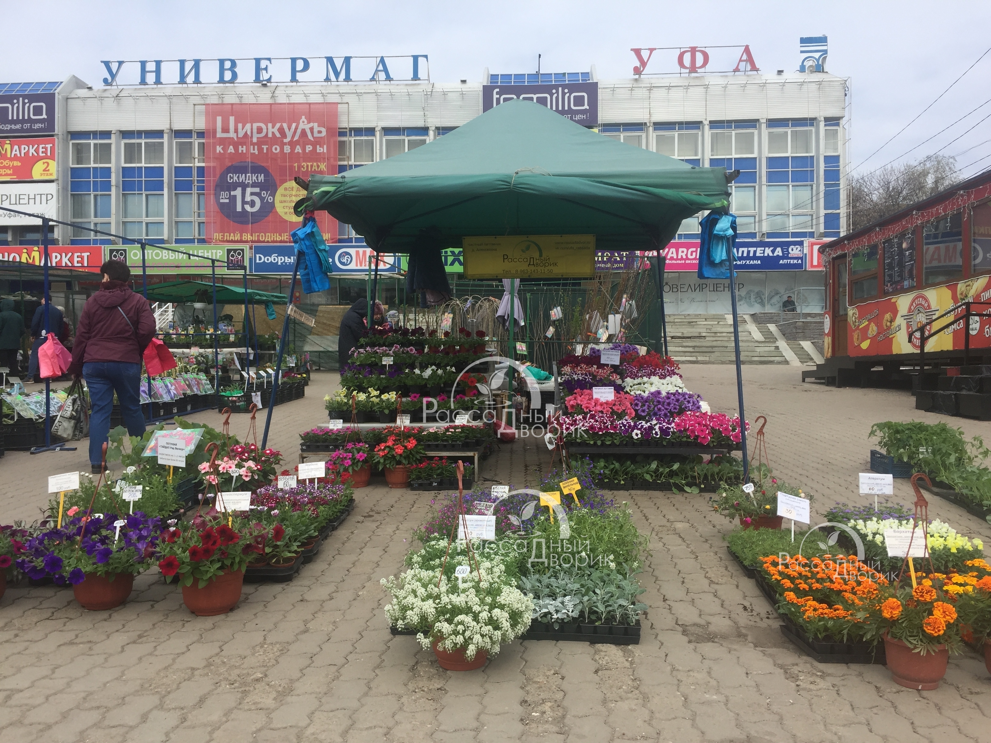 Рассада цветов на Универмаге Уфа