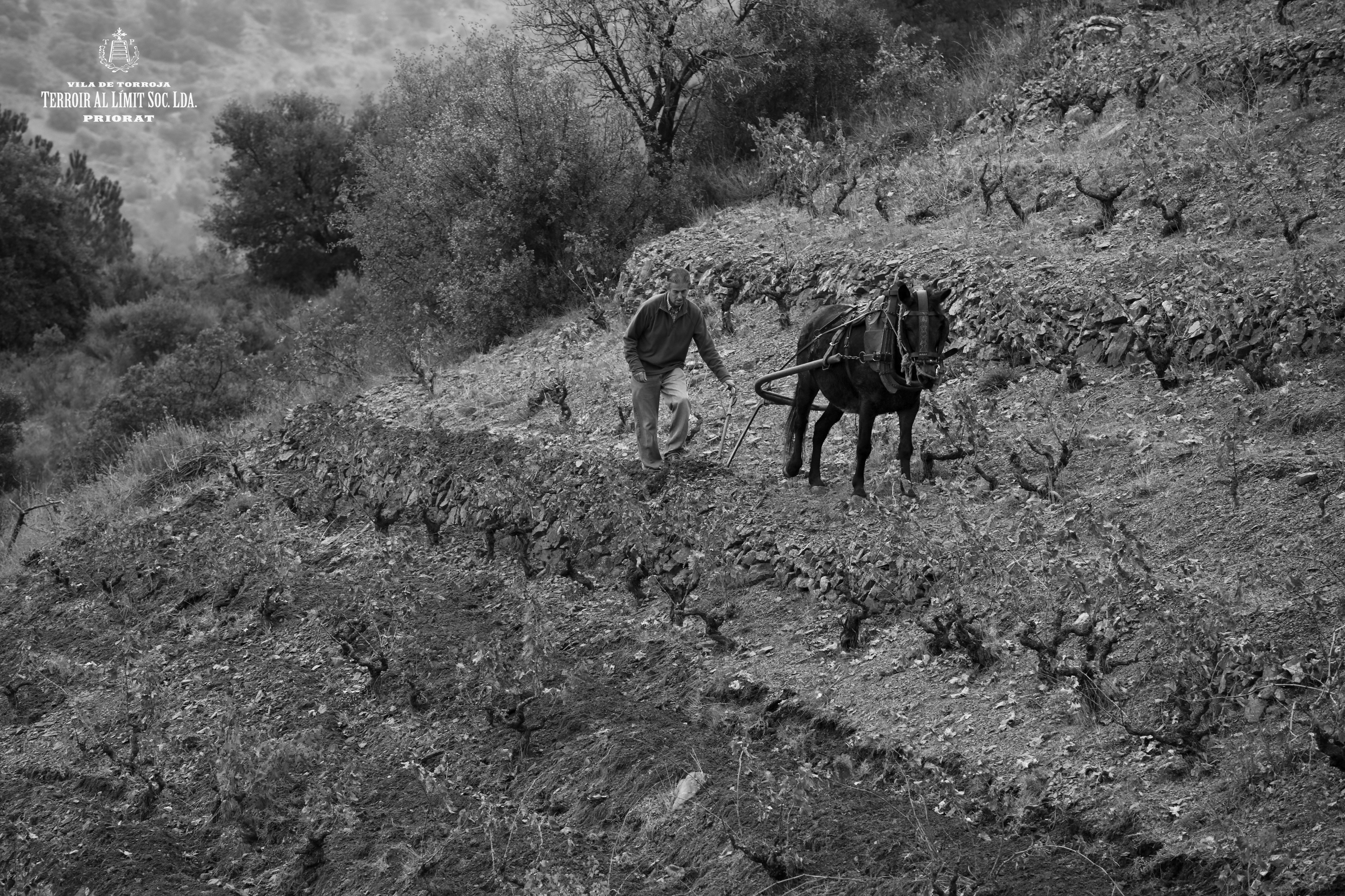 PP TAL B&W.jpg
