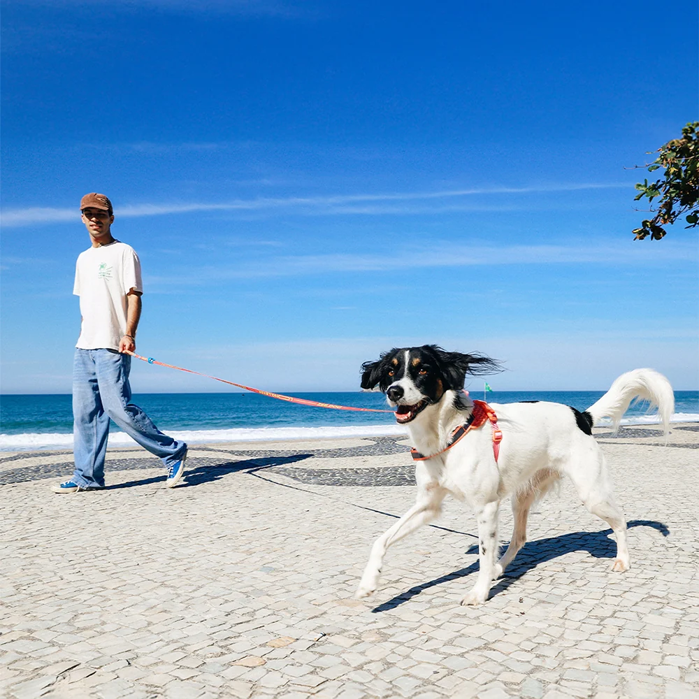 Drago-longleash-main-3.jpg Drago-longleash-main-3.jpg.webp