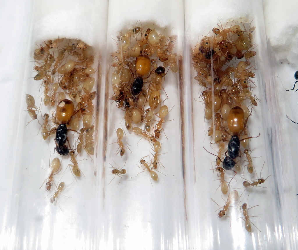 Camponotus turkestanus 