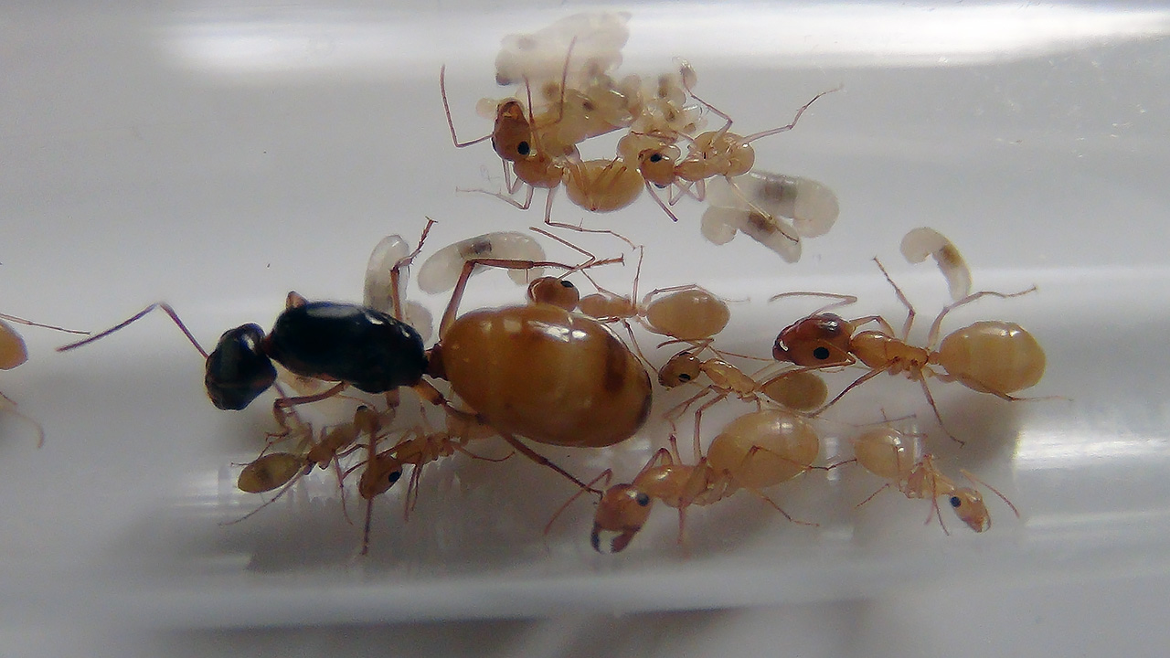 Camponotus turkestanus 