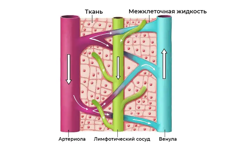Капиллярное русло: артериола (красная), венула (синяя), лимфатический капилляр (зелёный), клетки тканей (жёлтые)