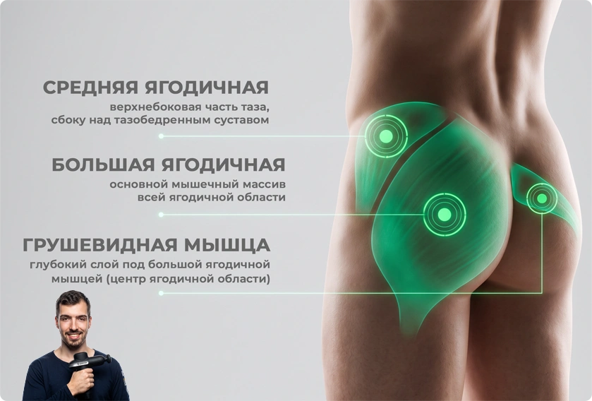 Анатомия ягодичных для массажного пистолета