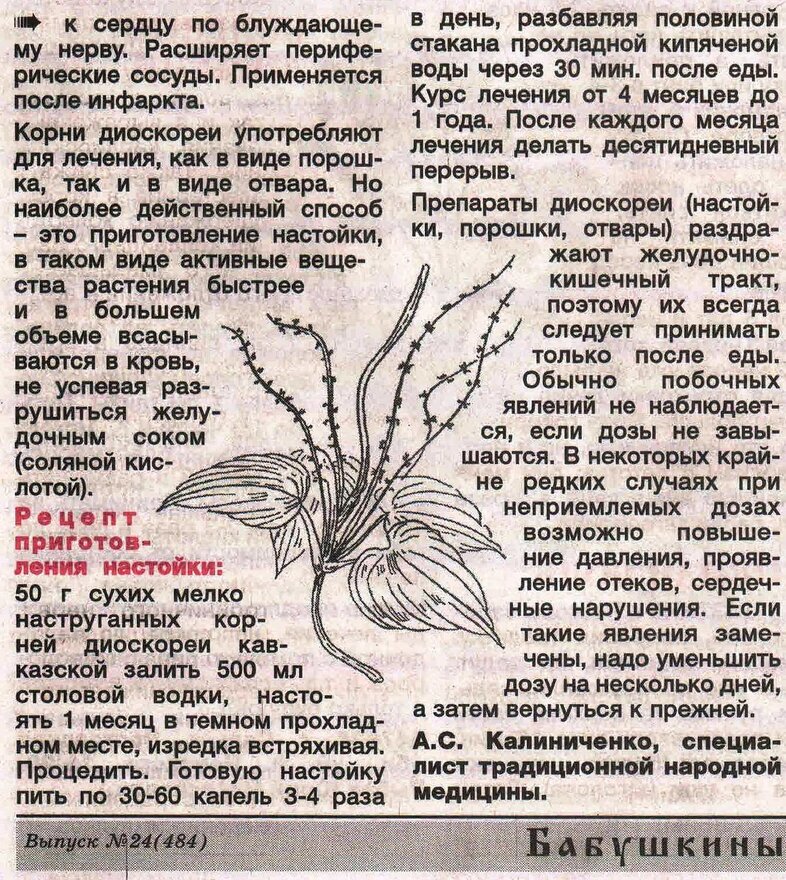 статья про Диоскорею