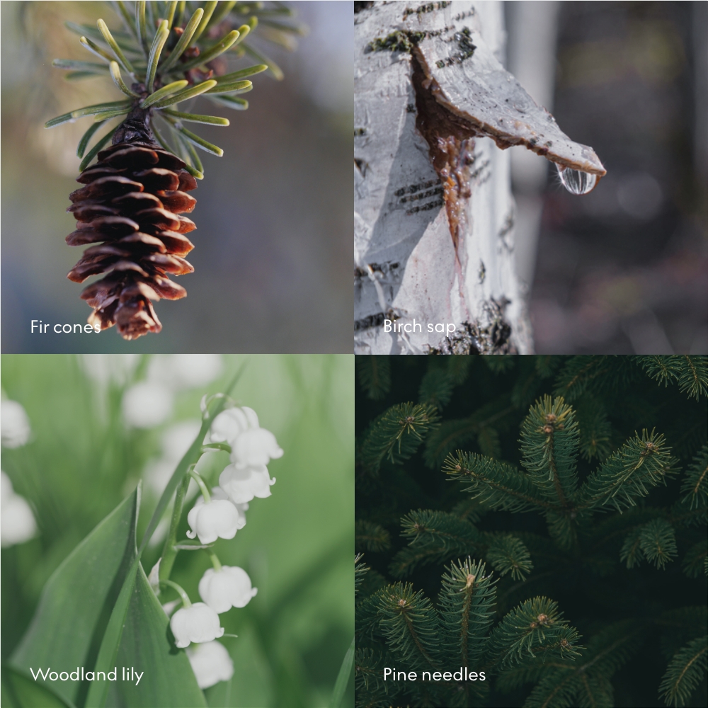 SKOG Scent Notes.jpg