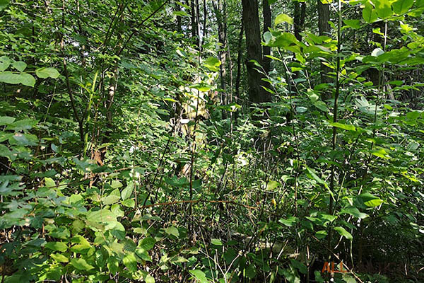 Камуфляж WASP II Z3A3