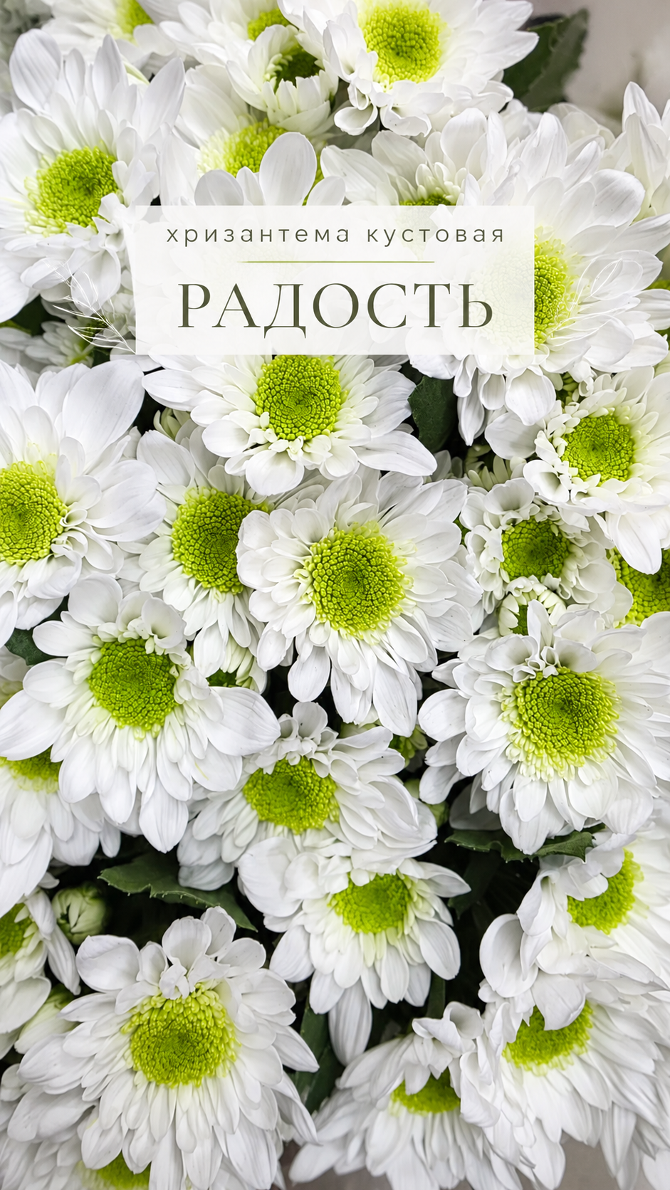 1 кустовая хризантема Радость купить в Перми.png