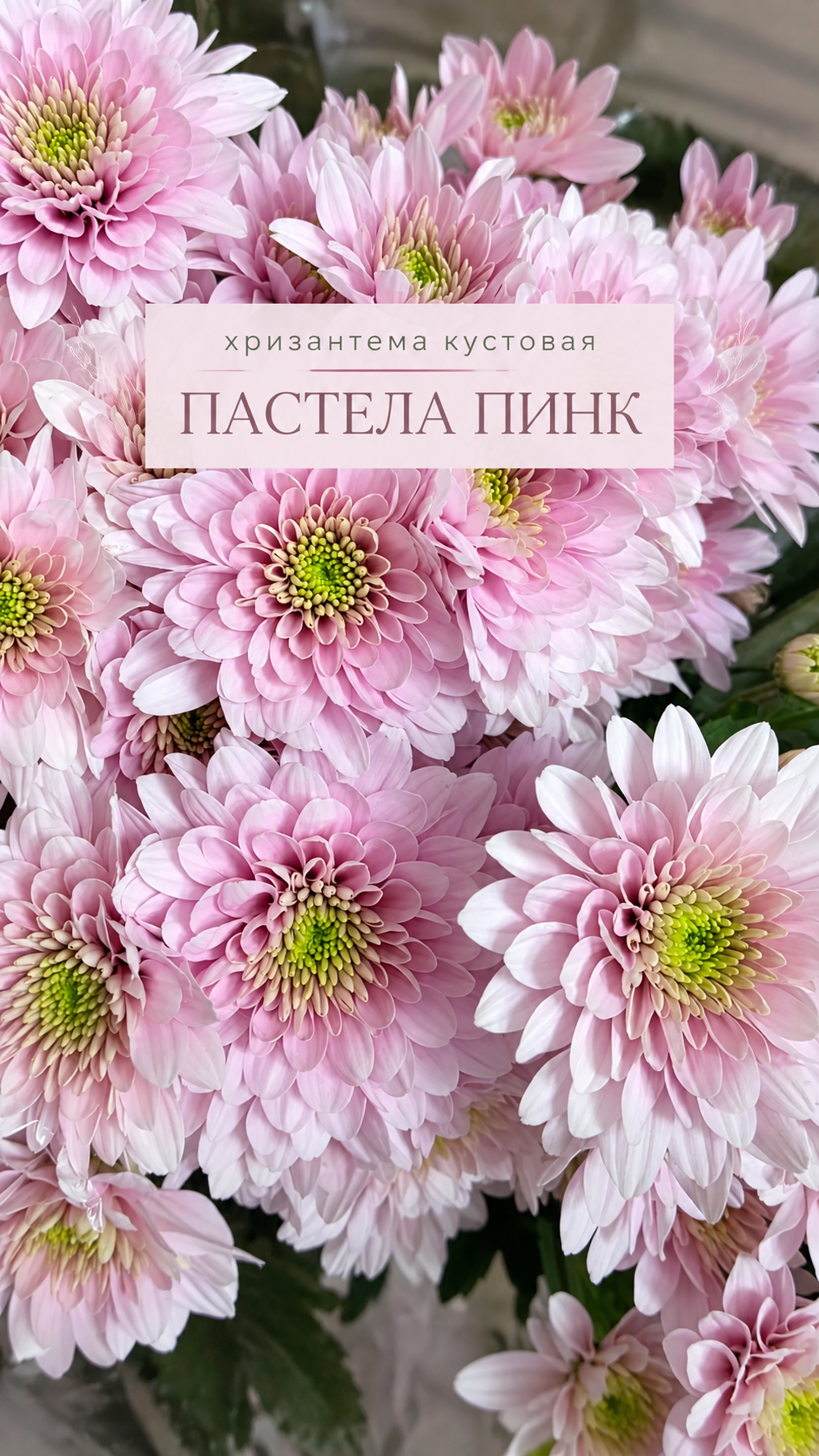 2 кустовая хризантема Пастела Пинк купить в перми.png