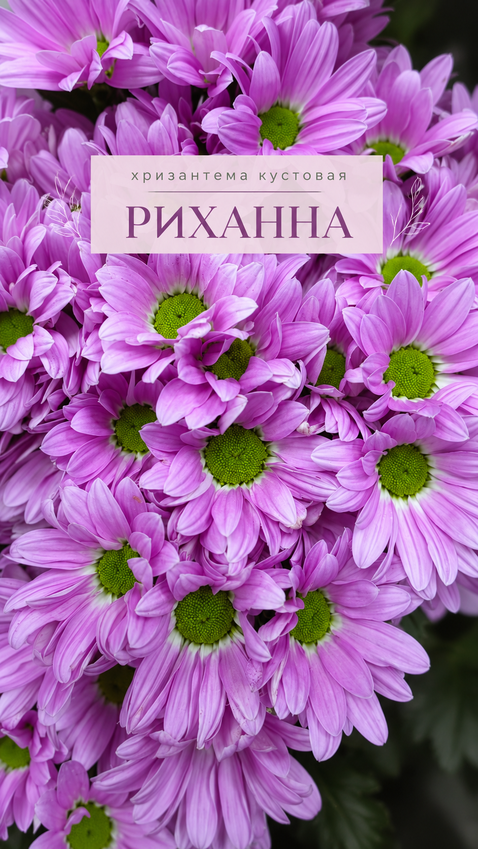 3 кустовая хризантема Риханна купить в Перми.png