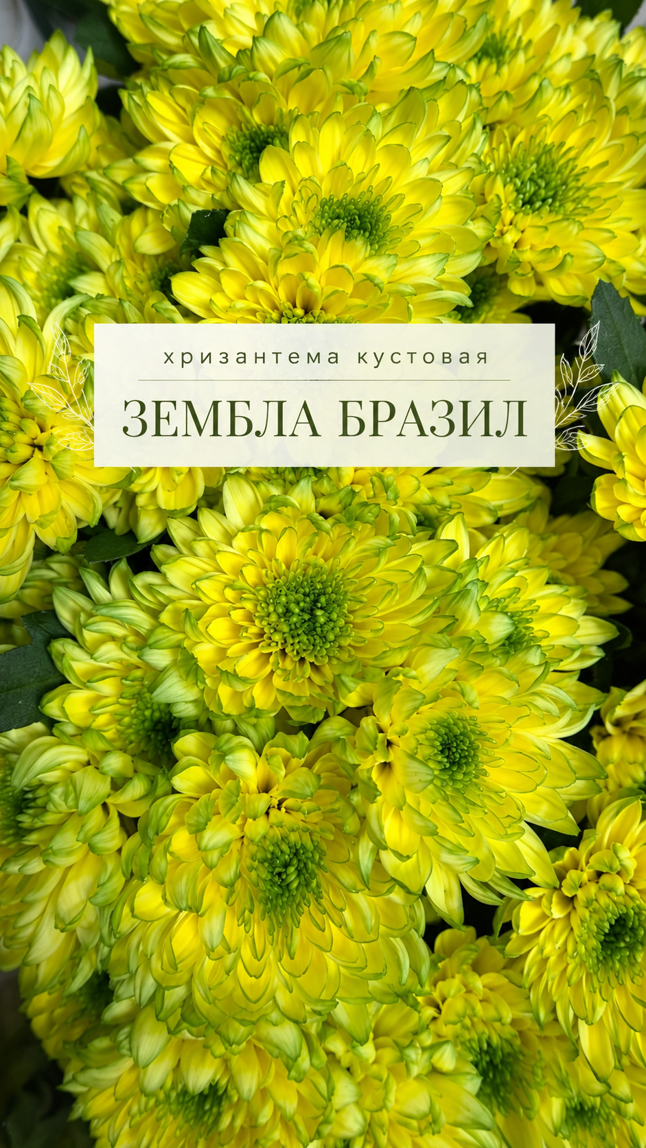4 кустовая хризантема бразил купить в перми.png