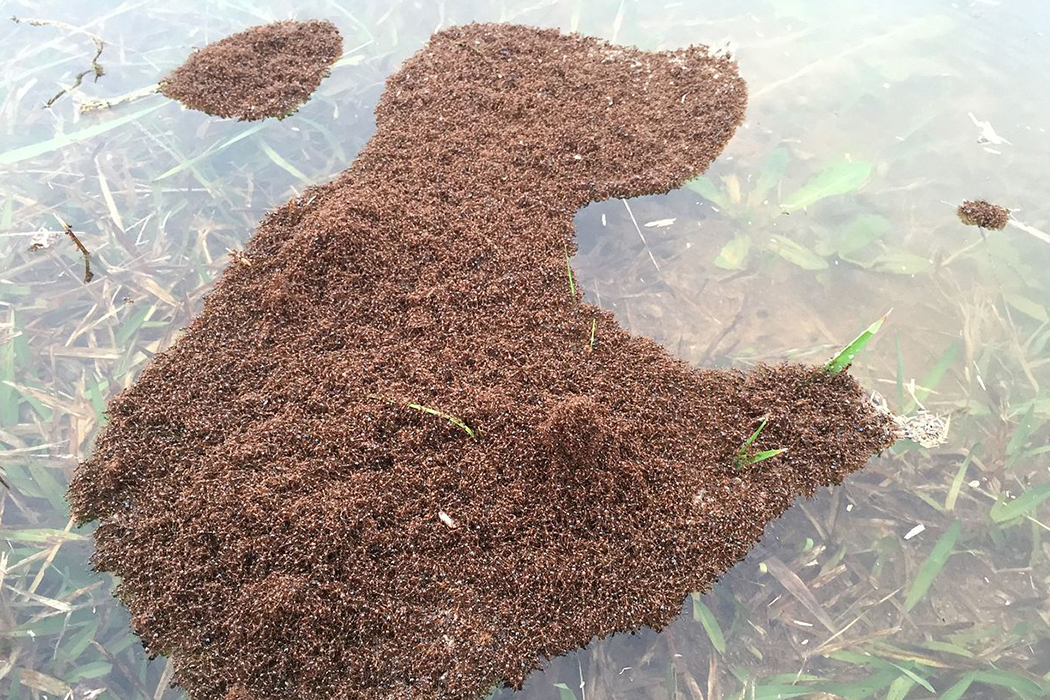 4ants Маленькие муравьи