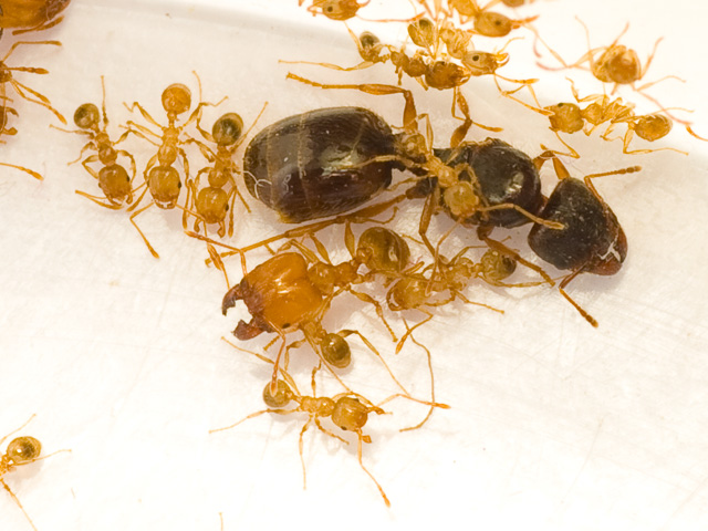 4ants Маленькие муравьи