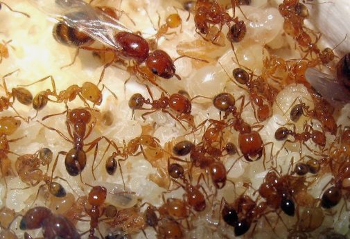 4ants Маленькие муравьи
