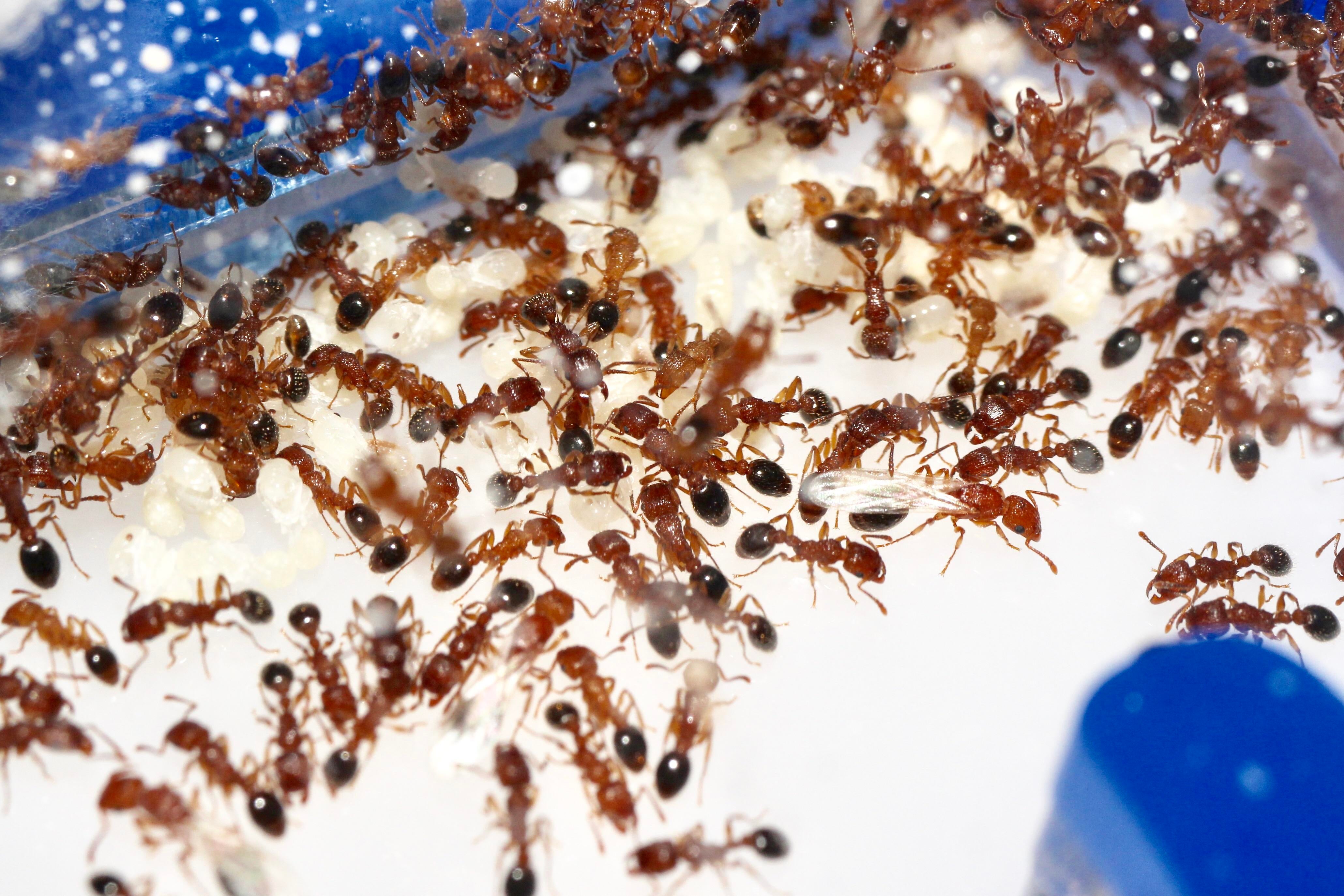 4ants Маленькие муравьи