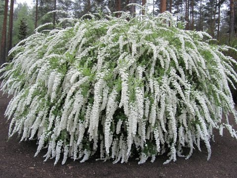 Саженцы спиреи купить