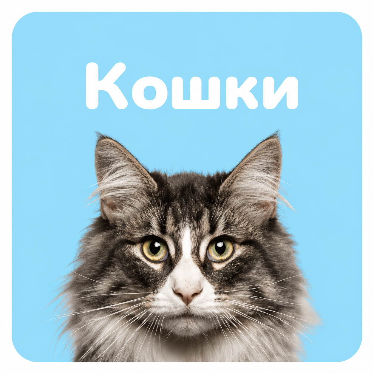 Все для кошек 