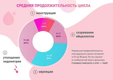 Средняя продолжительность цикла