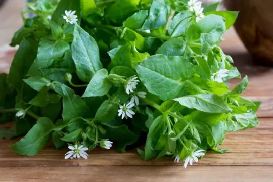 польза травы мокрицы как выглядит мокрица