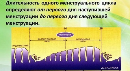 Длительность цикла