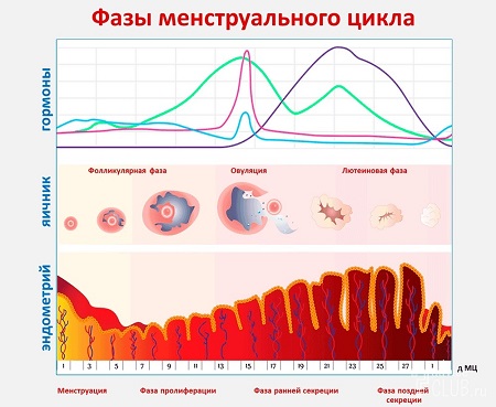 Фазы менструального цикла