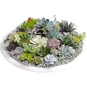 Композиция из живых суккулентов EnjoyPlants