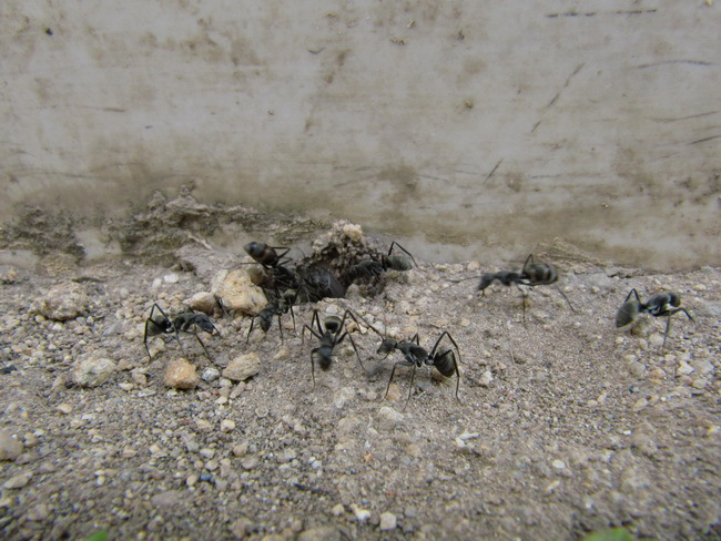 Camponotus parius