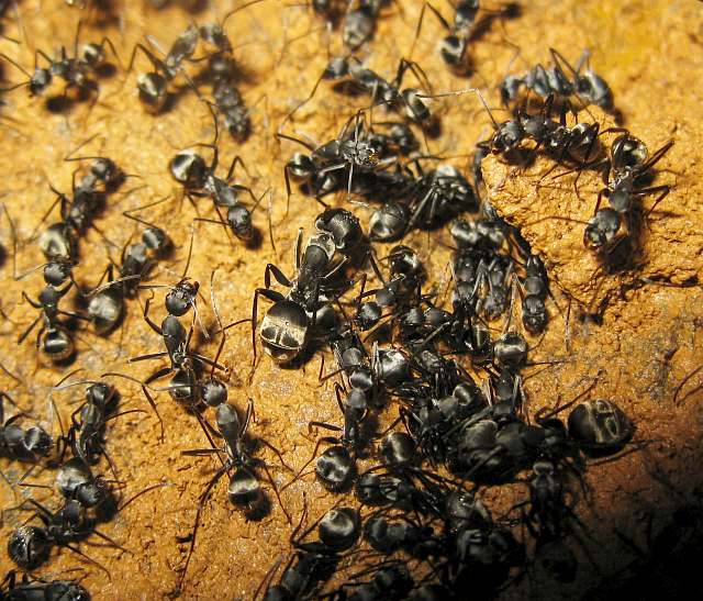 Camponotus parius