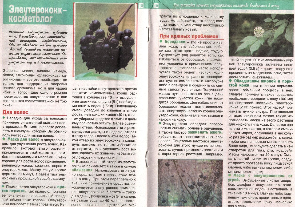 эллеутероккок история