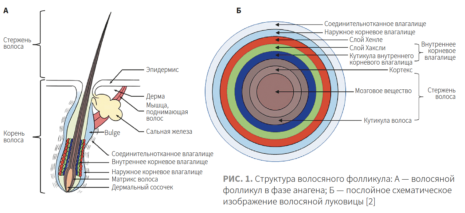 Ибатуллина (КМ 2-2023 (Ипсен) Рис 1 Ибатуллина (КМ 2-2023 (Ипсен) Рис 1.png