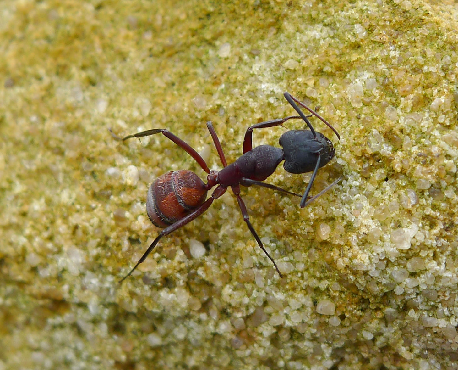 Camponotus cruentatus