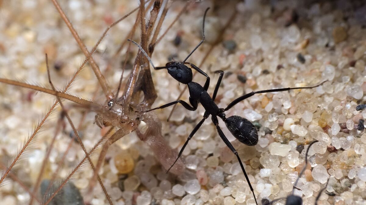Camponotus cruentatus