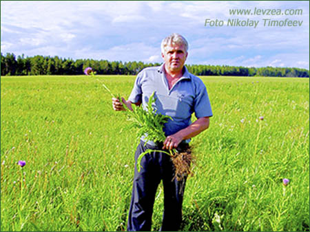 leuzea_maral-root_450x338 Rhaponticum carthamoides