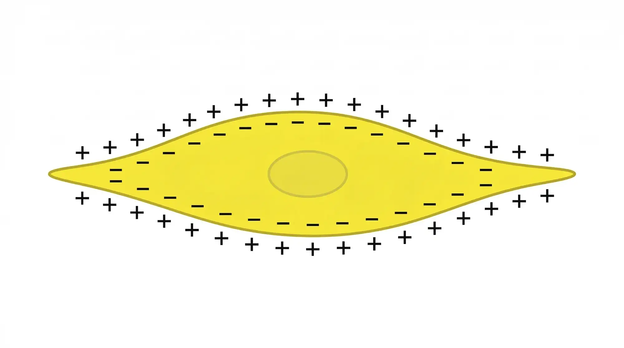 kardiomiocit kardiomiocit