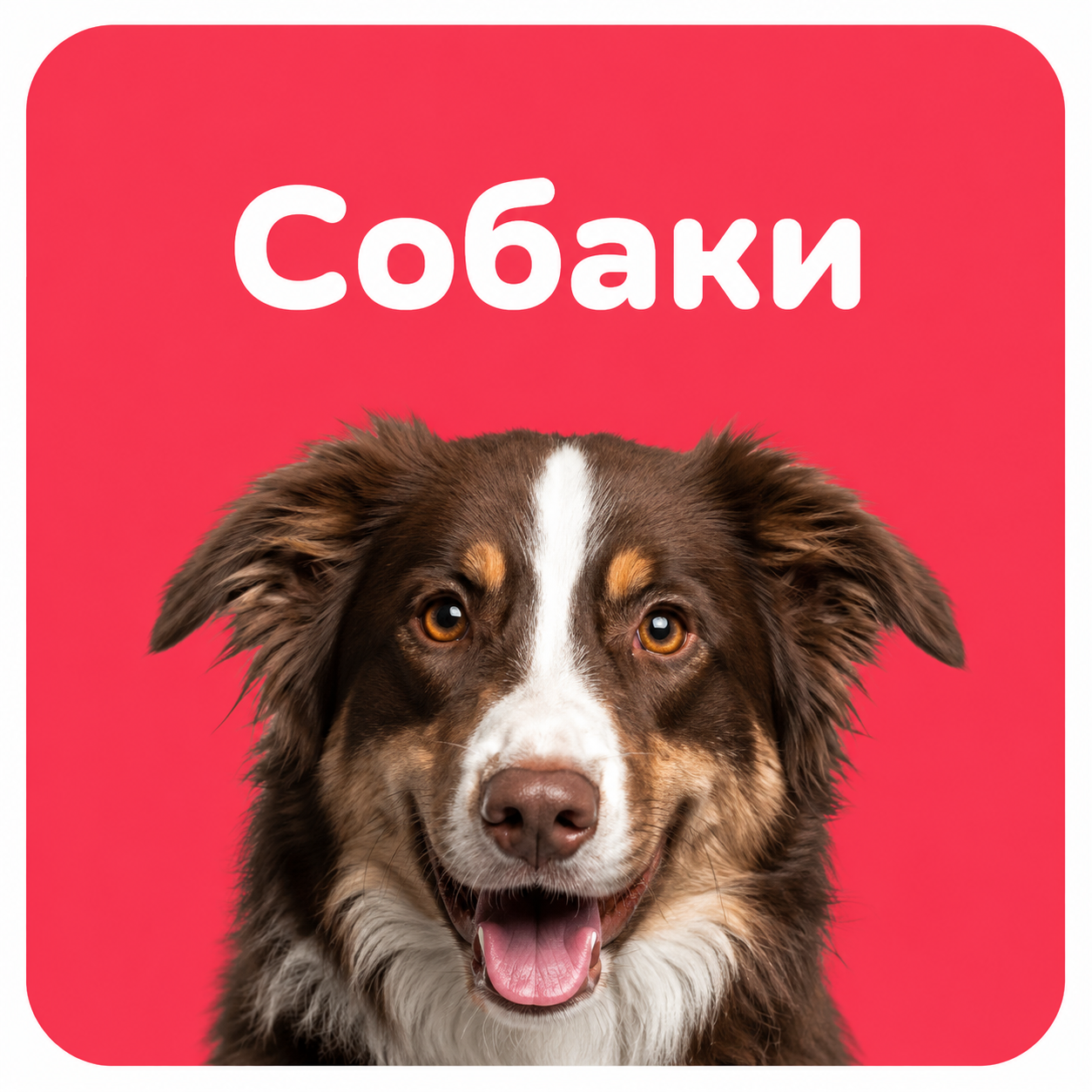 Все для собак