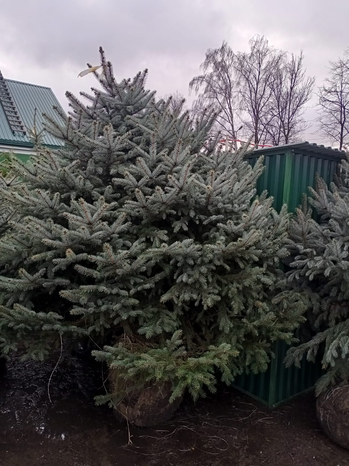 Глаука Экстра в питомнике Фавн