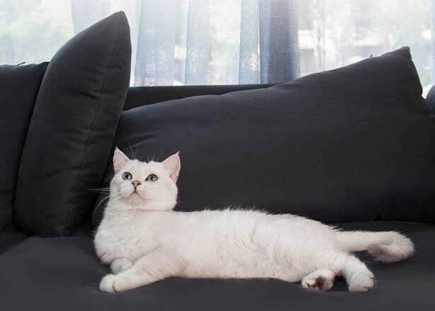 5 патентов расчёски Pawbby