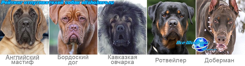 Отпугиватель собак Спецназ-Сигма