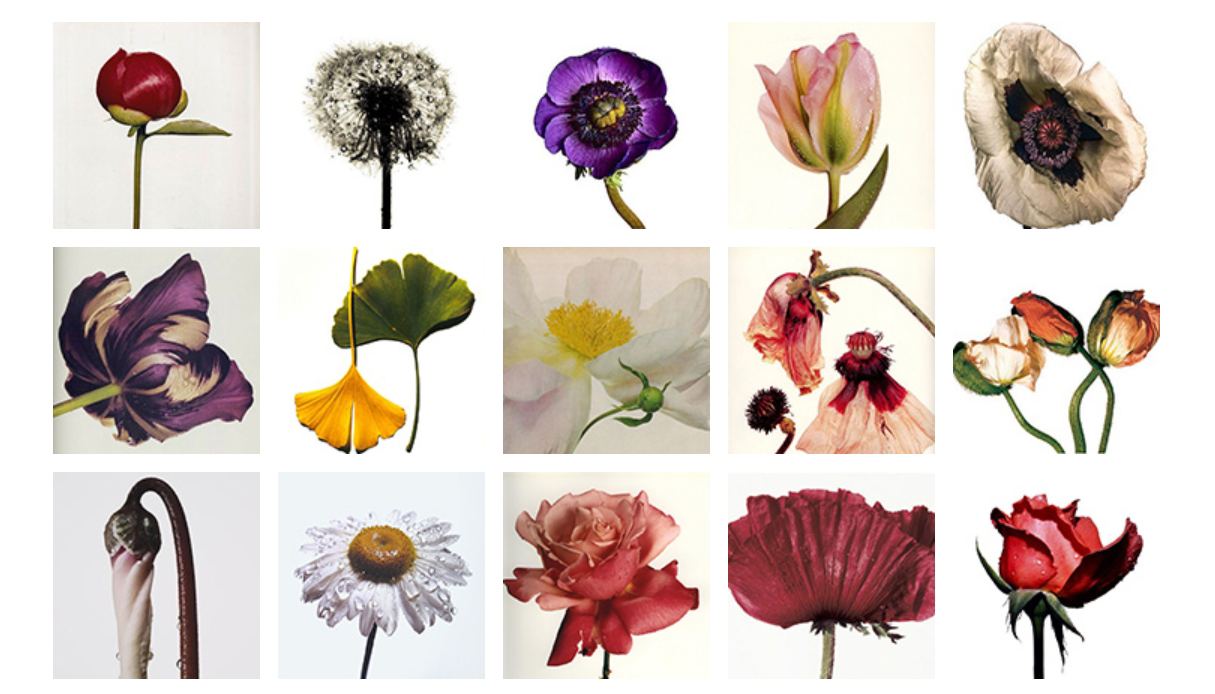Фотограф Ирвинг Пенн (Irving Penn) - Still life - Натюрморты фотографа - Фотожурнал - Фотошкола Михаила Панина — Яндекс Браузер копия Фотограф Ирвинг Пенн (Irving Penn) - Still life - Натюрморты фотографа - Фотожурнал - Фотошкола Михаила Панина — Яндекс Браузер копия.jpg