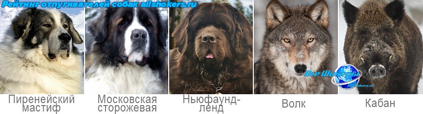 Отпугиватель собак Скипетр-Икс v.2