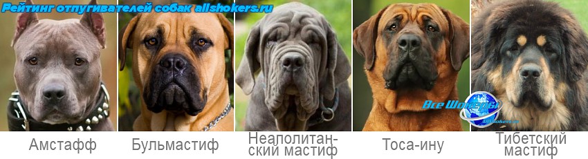 Отпугиватель собак Стеллар