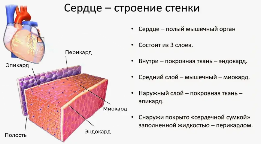 stroenie-stenki-serdca