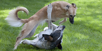 teendogs_400x200.jpg