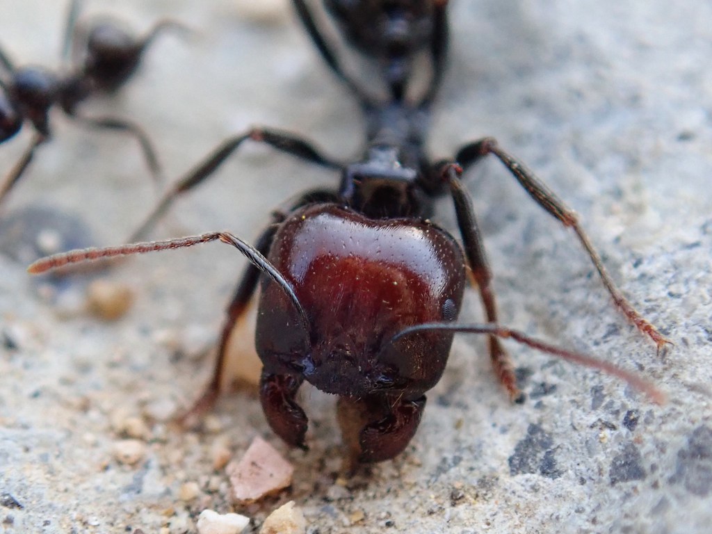 Messor barbarus