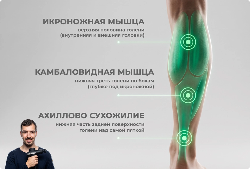 Анатомия икроножных для перкуссионного массажа Анатомия икроножных для перкуссионного массажа