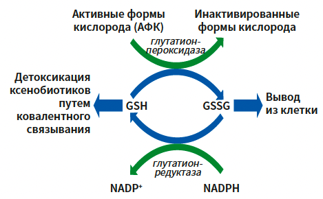 Макаров (Глатион) КМ 1-2025_Рис 2 Макаров (Глатион) КМ 1-2025_Рис 2.png