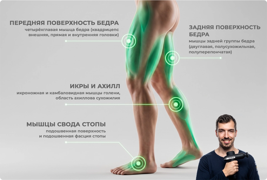 Анатомия ног для массажа перкуссером