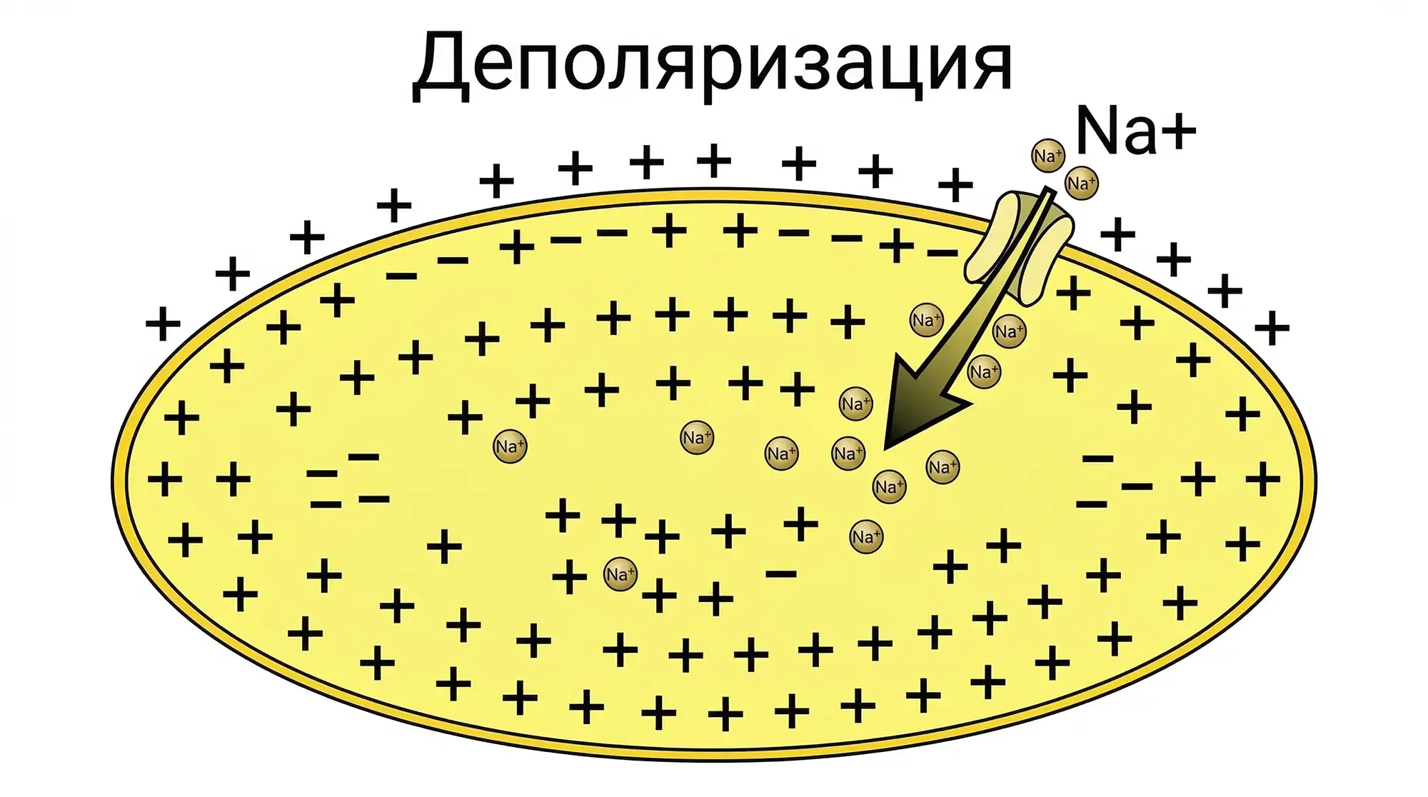 depolyarizaciya depolyarizaciya