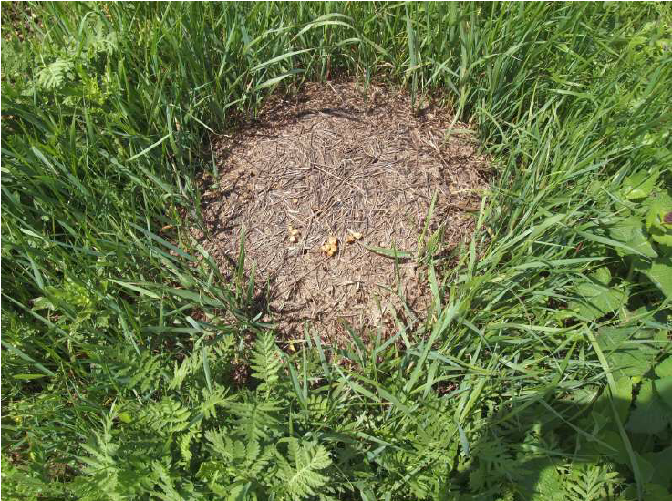 форм_3.png