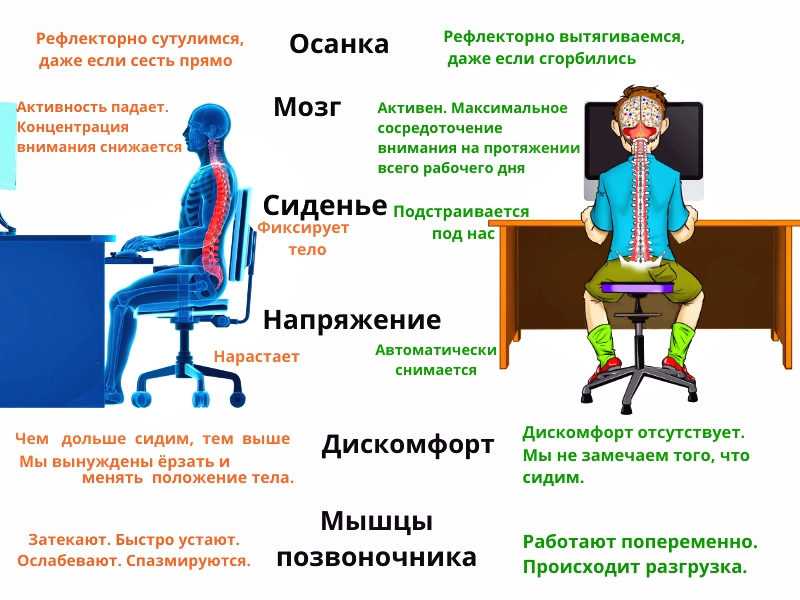 Рефлекторно сутулимся, даже если сесть прямо Осанка Рефлекторно вытягиваемся, даже если сгорбились   глубокие короткие мышцы позвоночника.jpg